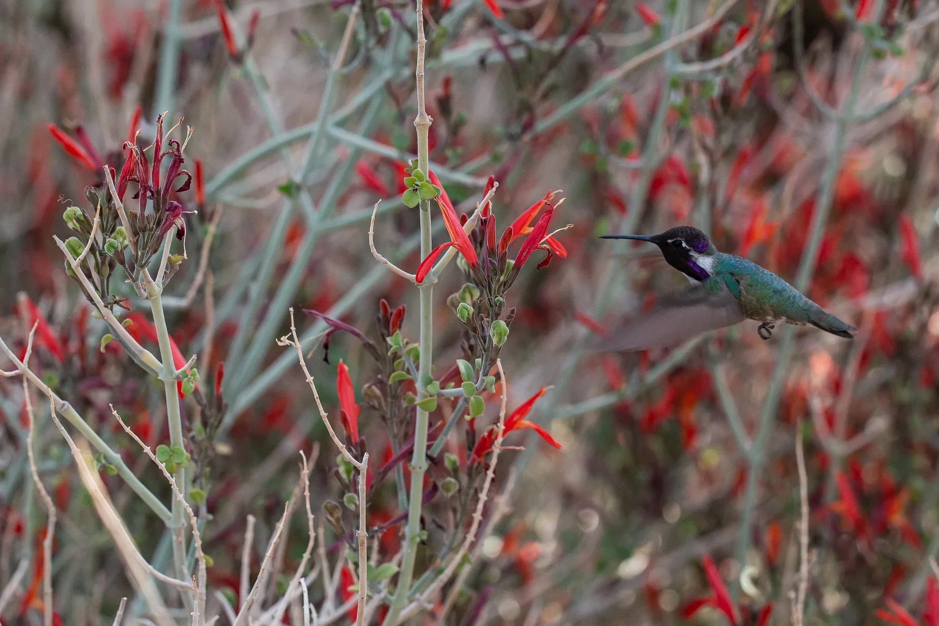 Chuparosa (Justicia californica)