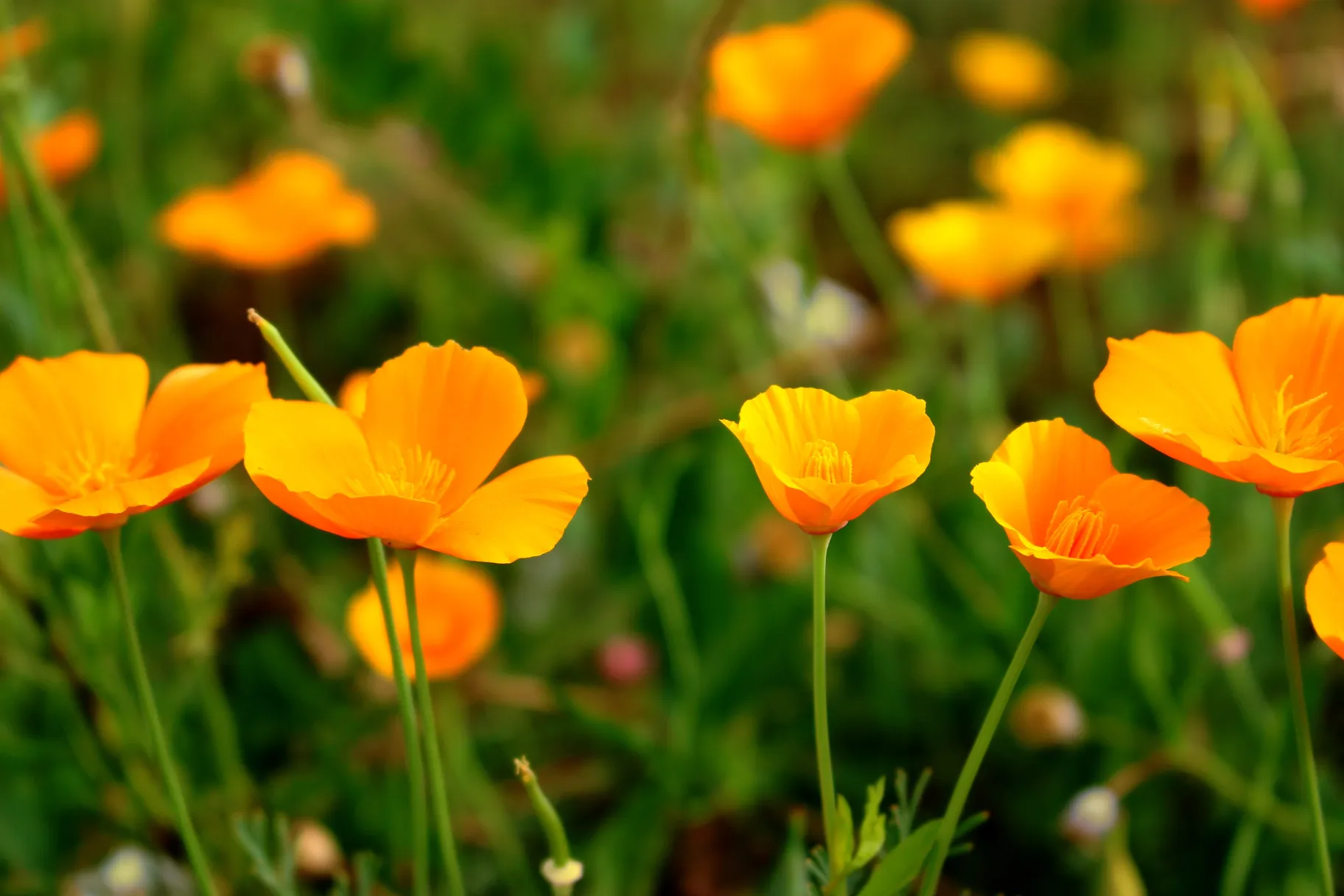 California poppy (Eschscholzia californica)