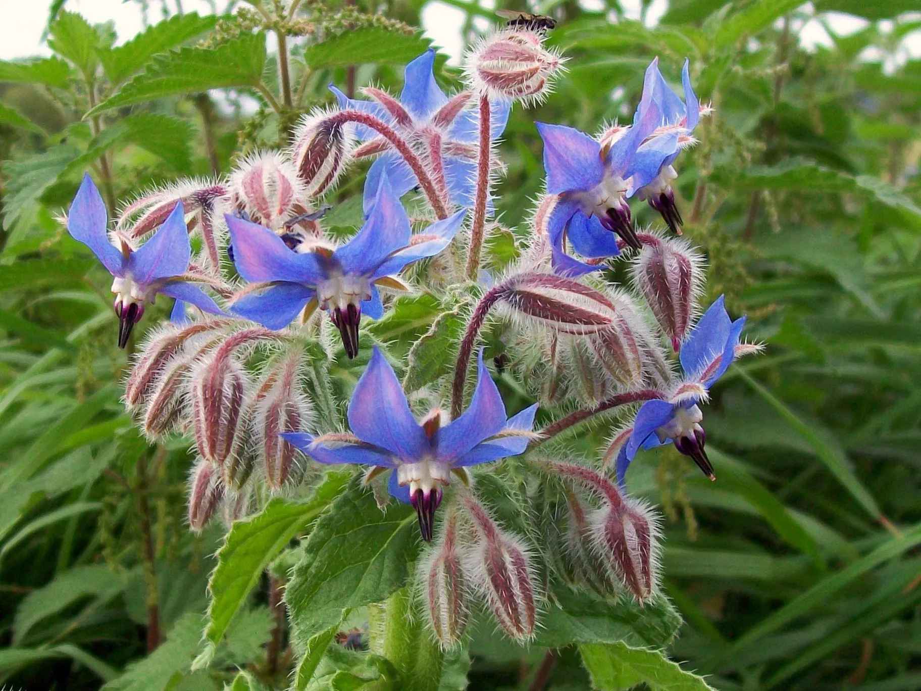 Borage (Borago officinalis)