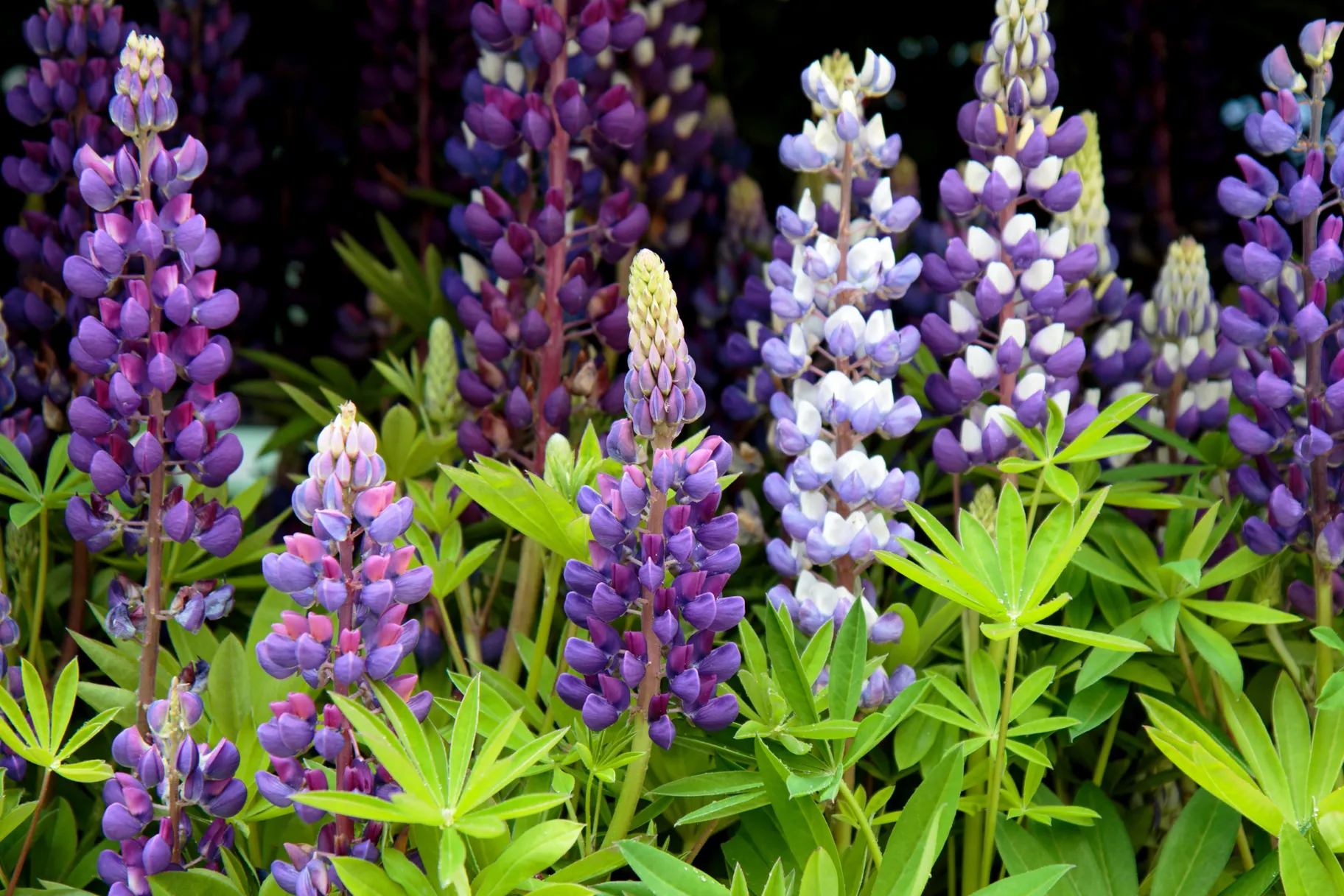 Lupine (Lupinus)