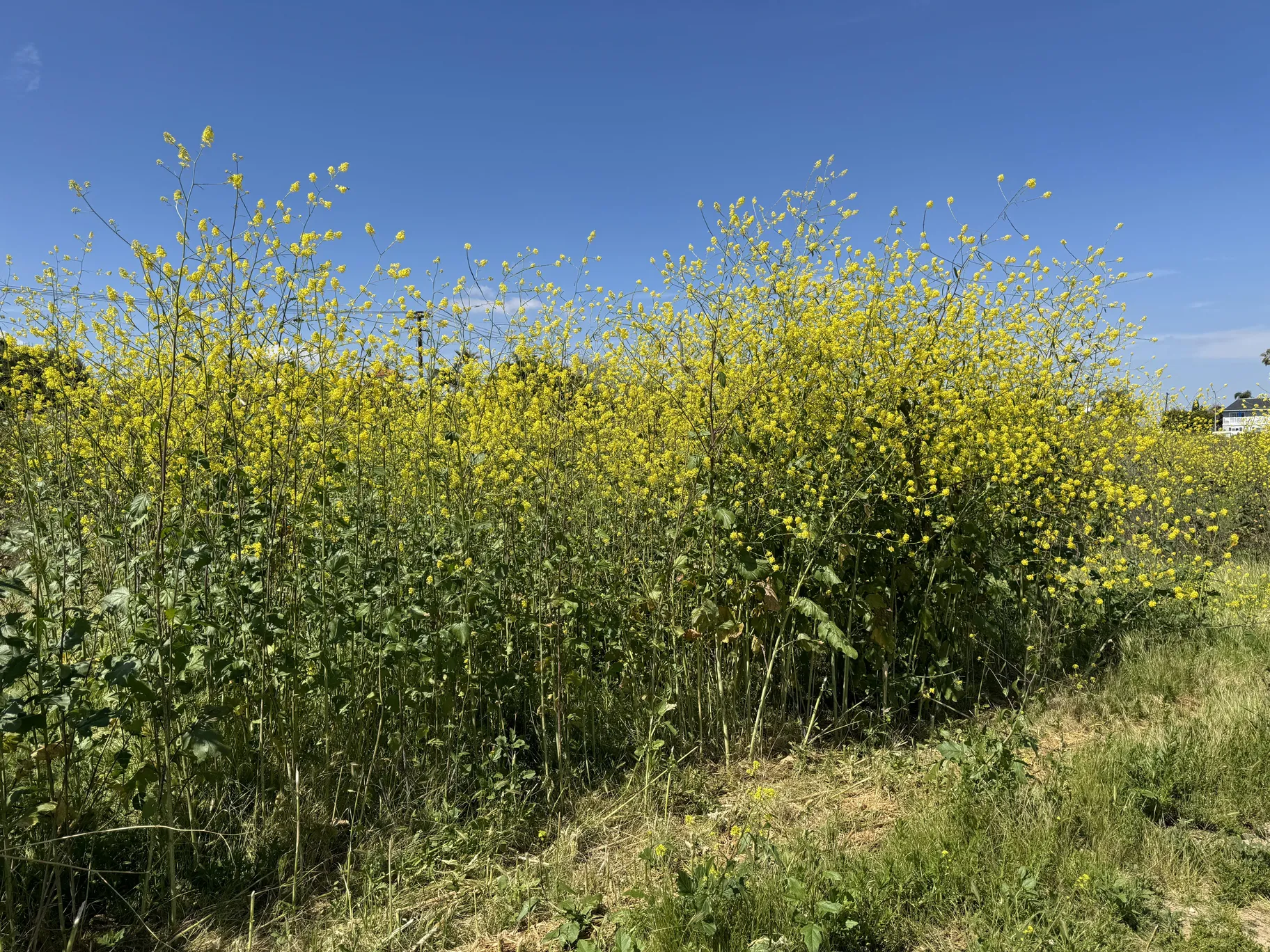 Black mustard (Brassica nigra) 