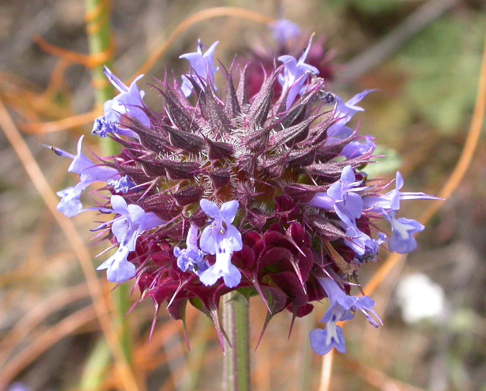 Chia (Salvia columbariae)