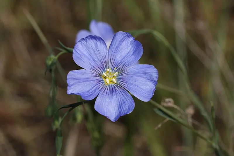 Wild blue flax (Linum lewisii)