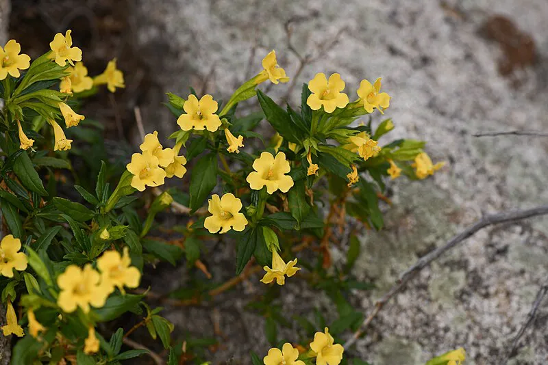 Sticky monkey flower (Diplacus aurantiacus)