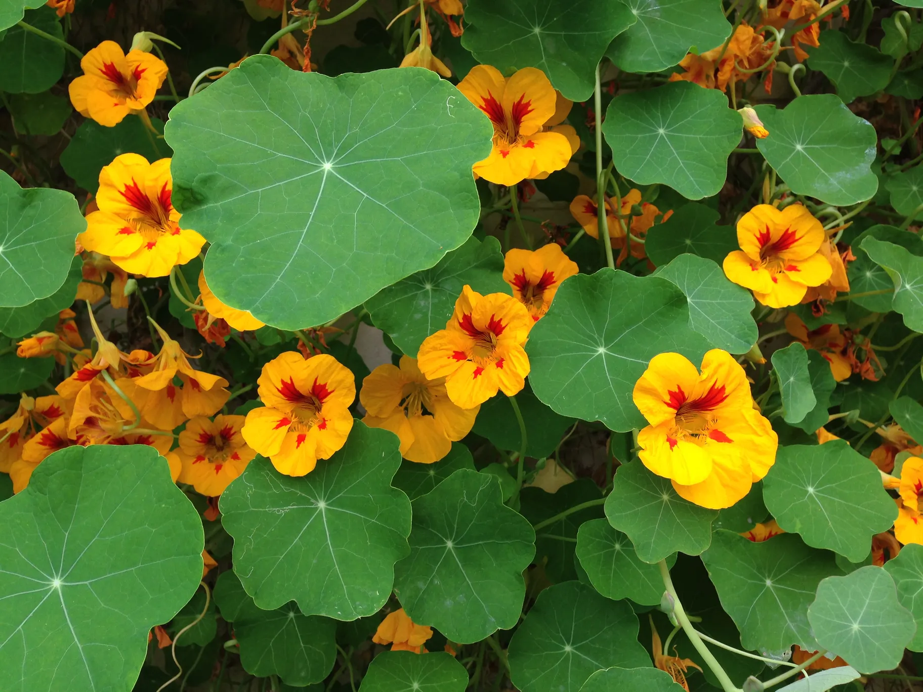 Nasturtium (Tropaeolum)