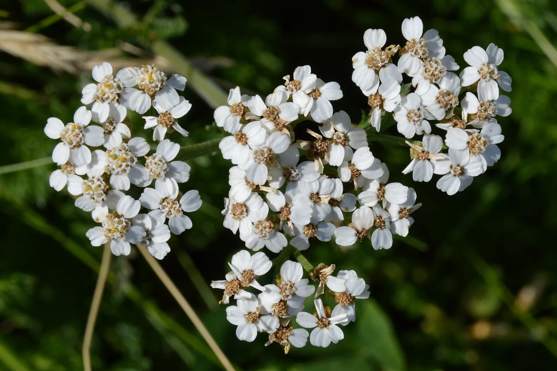 Yarrow (Achillea millefolium)