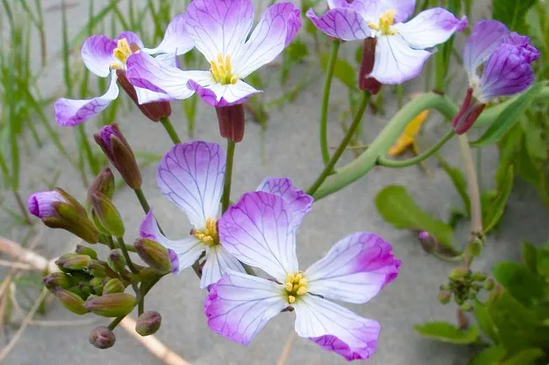 Wild radish (Raphanus sativus)