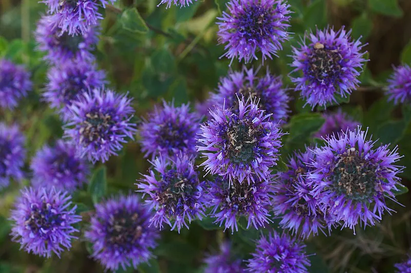 Coyote mint (Monardella villosa)