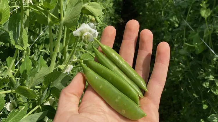 A springtime delicacy, sugar snap peas add crunch to salads and bring a delicate flavor to soups.