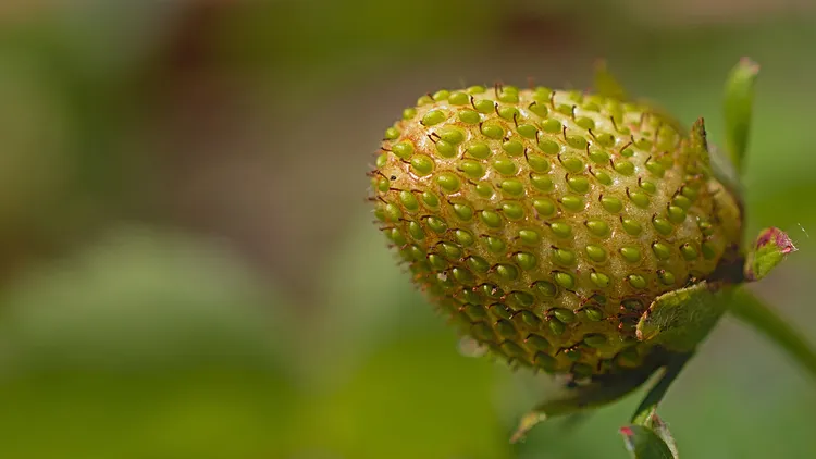 Two small voices sing the praises of seeds in the book A Fruit is a Suitcase for Seeds.