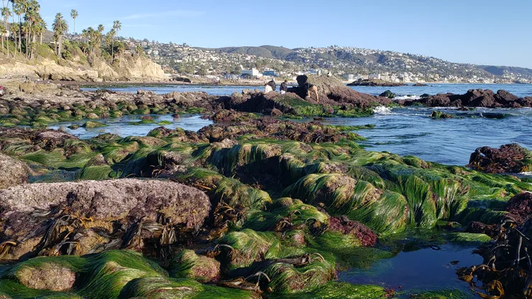 The California coast spans 840 miles and boasts diverse flora and fauna. Pat Krug’s new book explains why these creatures live where they do, and gives tips on how to spot them.