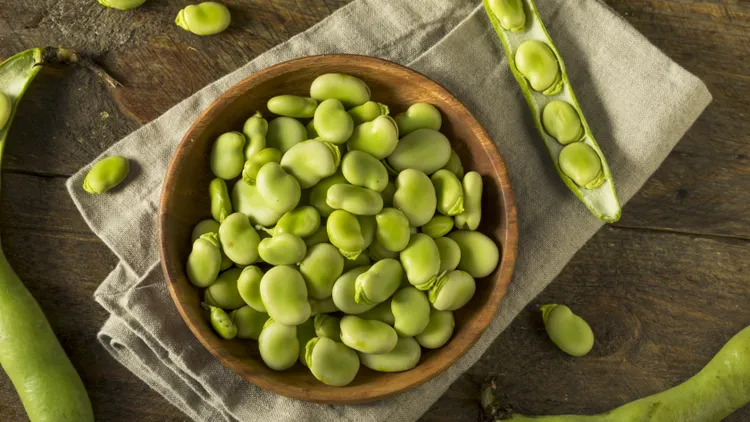 Fava beans are one of the most ancient plants and among the easiest to grow. They’re key in Mediterranean and Middle East food cultures.