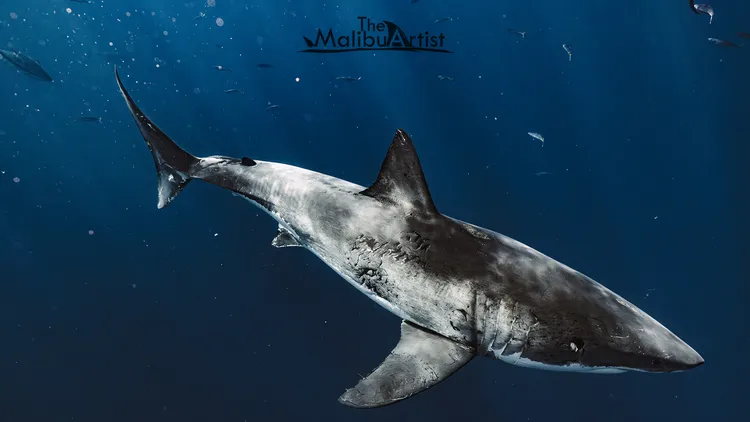 Great white sharks call Southern California shores their home. Carlos Gauna, a photographer and drone pilot, documents the hot spots and shares safety tips.