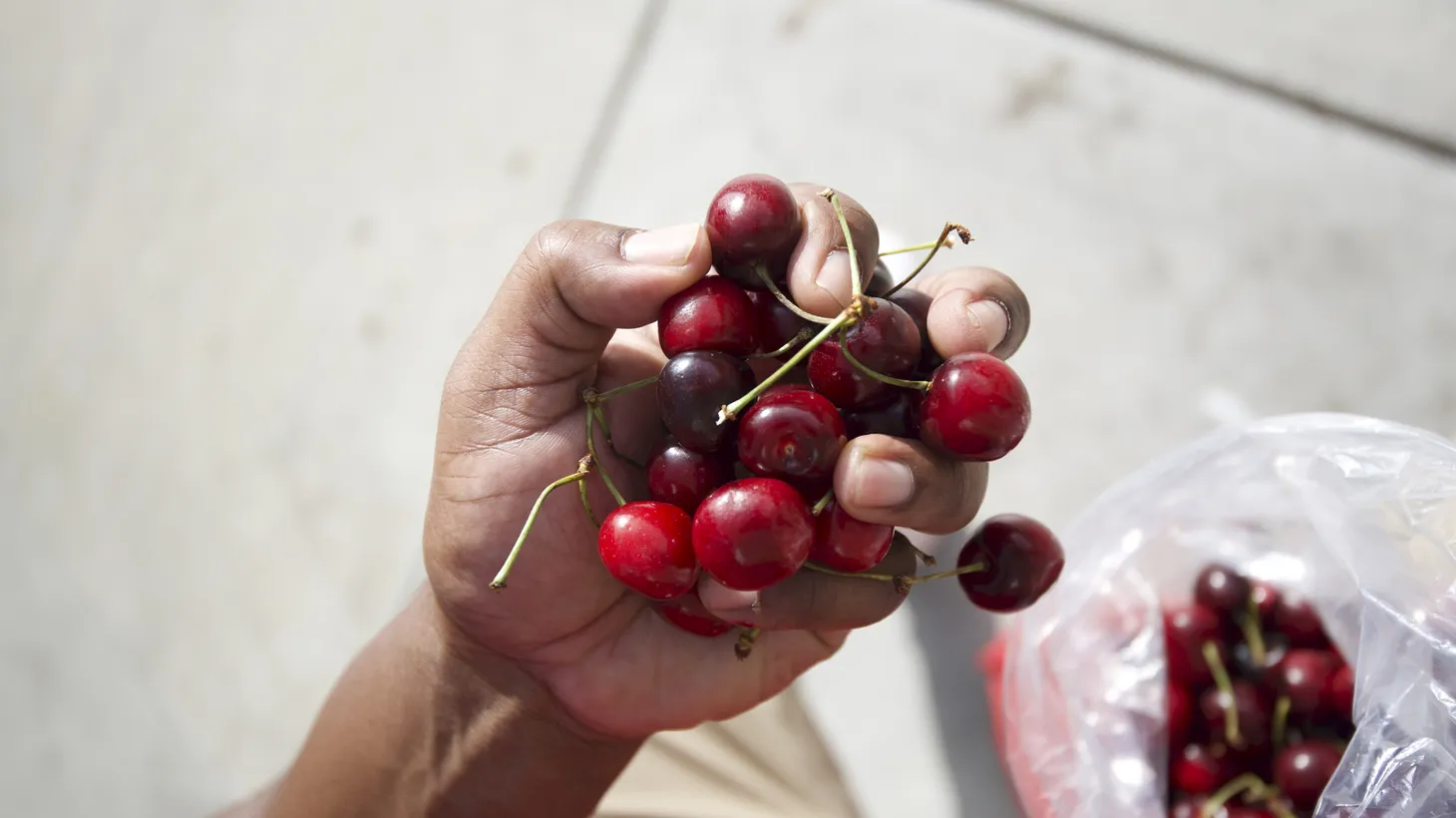 The story of Black Republican cherries begins with an Iowa family who hid freedom seekers in their home before heading west on the Oregon Trail.