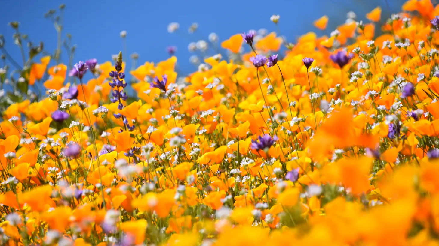 Beyond their breathtaking beauty, many of our native wildflowers that emerge during spring are edible.