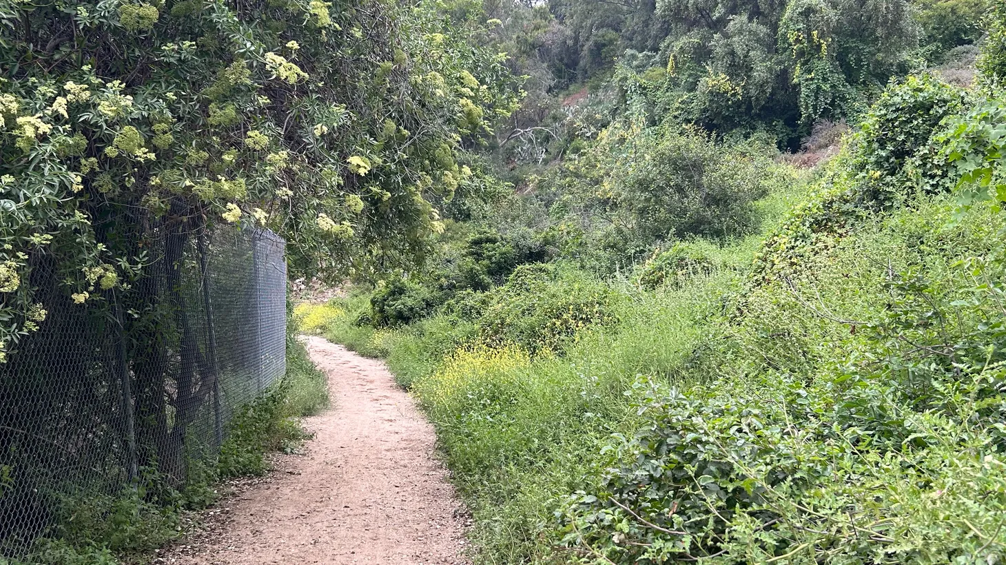 The LA hillsides are rife with edible plants — including the elderflowers and mustard pictured here.