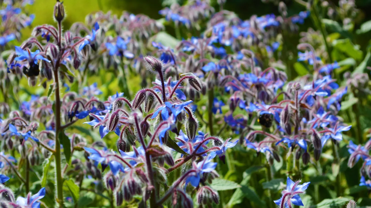 Blue borage flowers taste like cucumber.