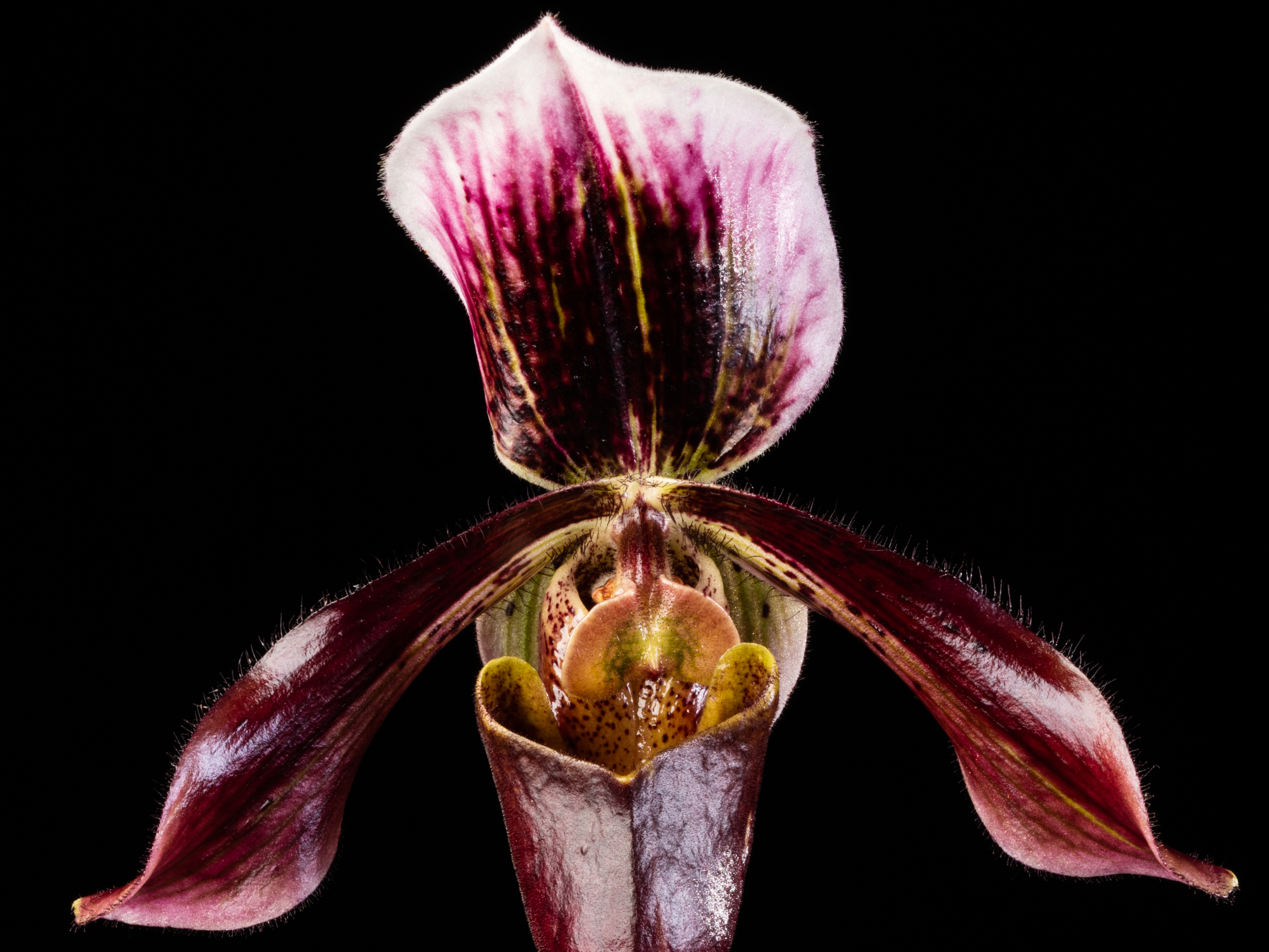  A slipper orchid clonal hybrid known as Paphiopedilum Saint Albans "Dark Red" from the Smithsonian Gardens Orchid Collection